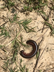 Narceus americanus