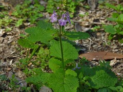 Stachys drummondii