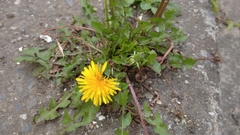 Taraxacum officinale image