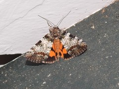 Catocala connubialis