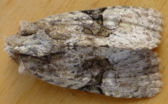 Oligia