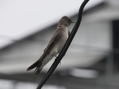 Stelgidopteryx serripennis