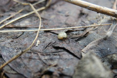 Gastropoda