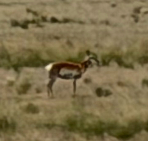 Pronghorn
