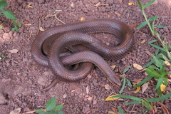Paraphimophis rusticus