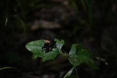 Laphria macquarti
