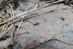 Gastropoda