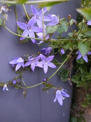 Campanula poscharskyana