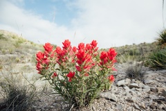 Castilleja integra