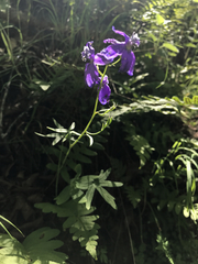 Delphinium hesperium
