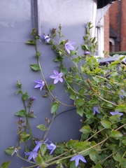 Campanula poscharskyana
