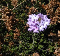 Junellia succulentifolia