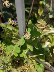 Euphorbia berteroana