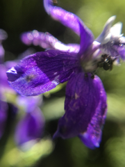Delphinium hesperium