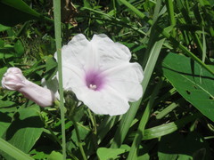 Ipomoea sagittifolia