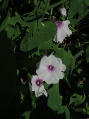 Ipomoea sagittifolia