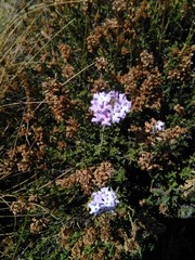 Junellia succulentifolia