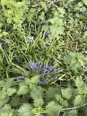 Hyacinthoides non-scripta