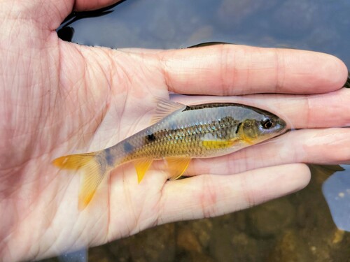 Striped barb (Acrossocheilus parallens) — Cyprinidae — 3