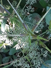 Scandix pecten-veneris