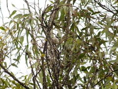 Psaltriparus minimus