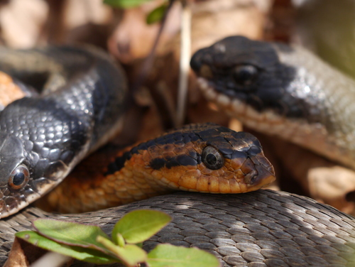Eastern Hognose Snake photographed in Maryland