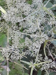 Scandix pecten-veneris