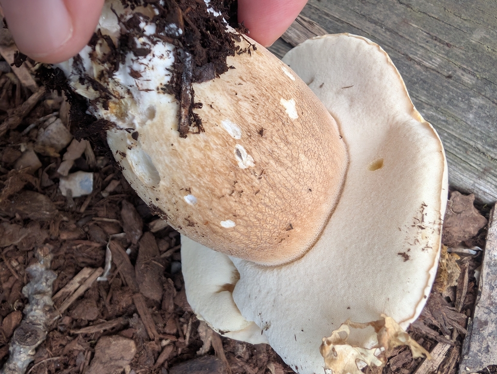 Barrow's Bolete · June 2026 · photo: Photo: (c) Simone Littledale, some rights reserved (CC BY) · iNaturalist