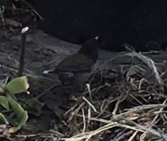 Junco hyemalis