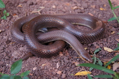 Paraphimophis rusticus