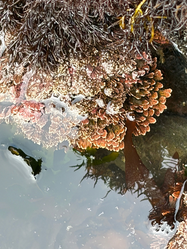 Bossiella plumosa, 2026-06-20