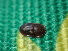 Amphotis marginata