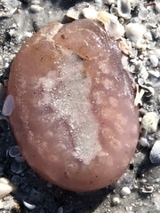 Aplidium stellatum