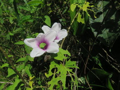 Ipomoea sagittifolia