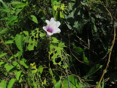 Ipomoea sagittifolia