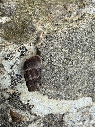 Parachondria dentata observed 2026-06-23