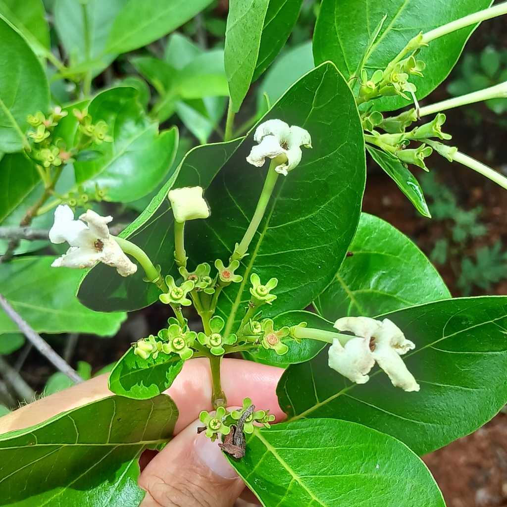 Acunaeanthus