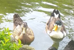 Anas platyrhynchos domesticus