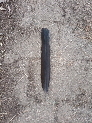 Plume de Pie bavarde