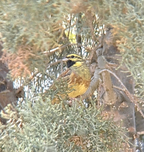 Cirl Bunting