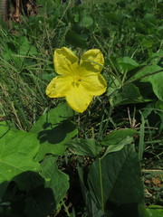 Luffa aegyptiaca