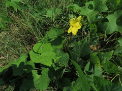 Luffa aegyptiaca