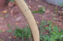 Paraphimophis rusticus