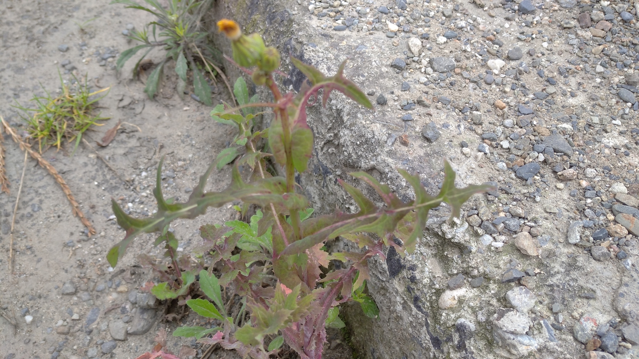 Sonchus image