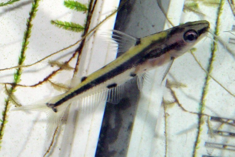 Ornate bumblebee catfish (Hyalobagrus ornatus) — Bagridae