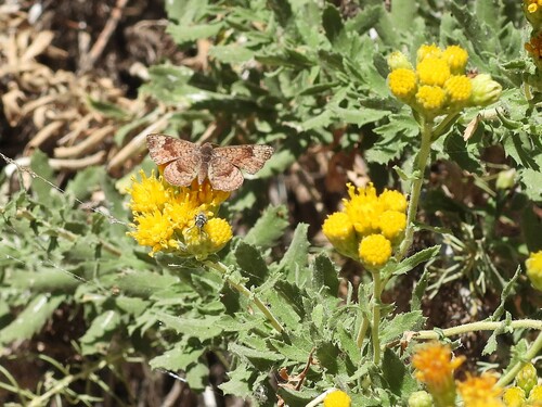 iNaturalist observation photo of Fatal Metalmark