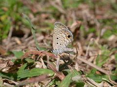 Hemiargus ceraunus filenus