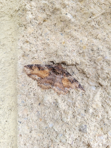 Colorful Zale Moth
