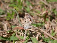 Hemiargus ceraunus filenus