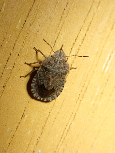 Sciocoris homalonotus